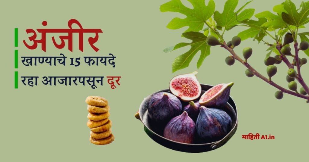 अंजीर