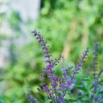 तुळशीचे चमत्कार