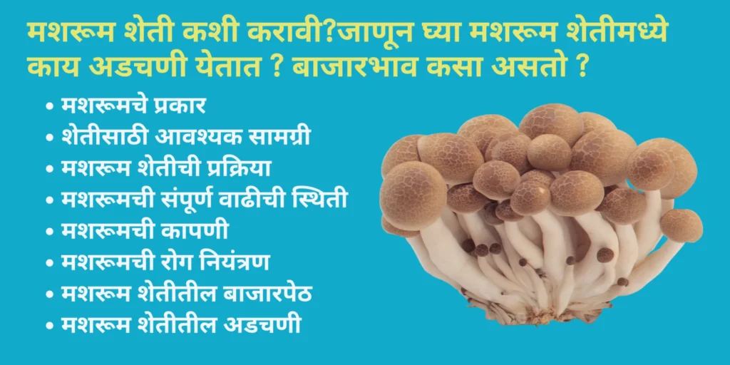 मशरूम शेती