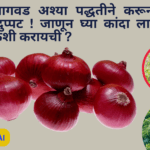 कांदा लागवड