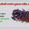 लवंग खाण्याचे फायदे